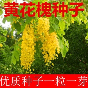 新采黄花槐种子黄槐种子黄金树种子赏花绿化树种子包邮
