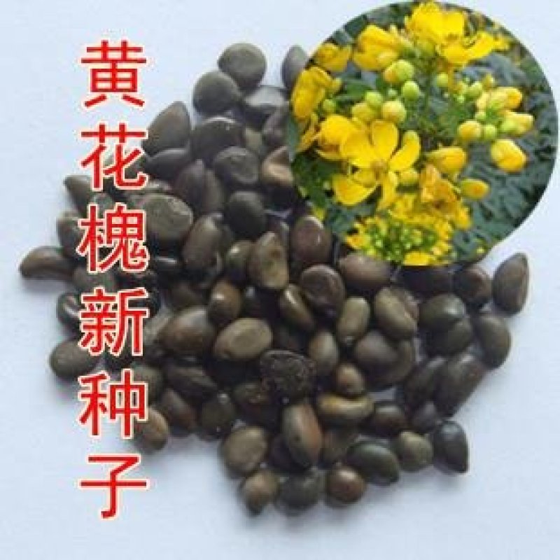 新采黄花槐种子黄槐种子黄金树种子赏花绿化树种子包邮
