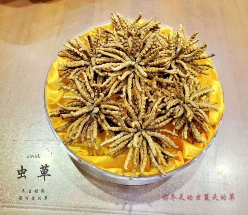 青海玉树冬虫夏草一手货源一手价格