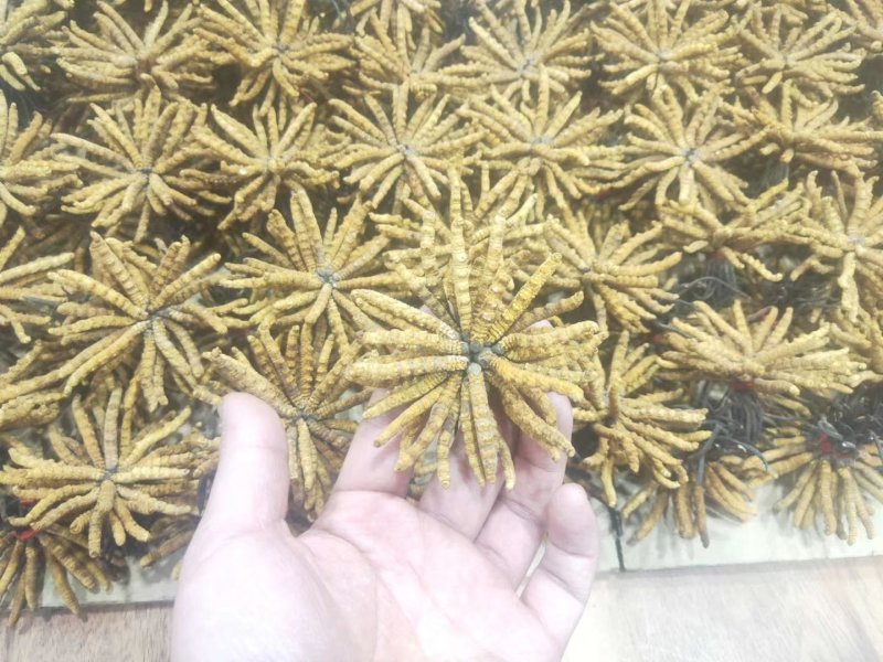 青海玉树冬虫夏草一手货源一手价格