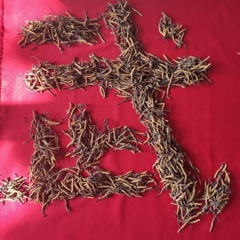 青海玉树冬虫夏草一手货源一手价格