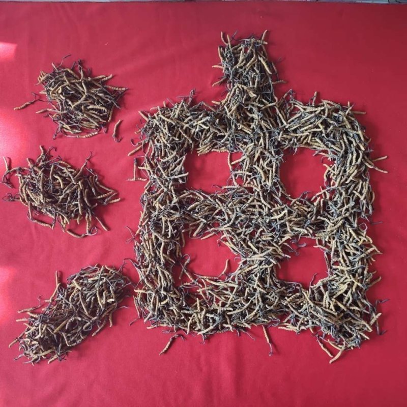 青海玉树冬虫夏草一手货源一手价格