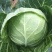 各种蔬菜种苗