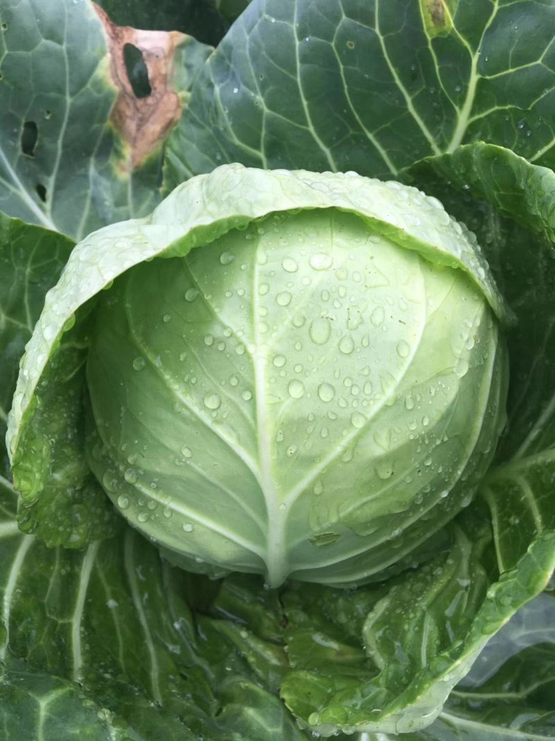 各种蔬菜种苗