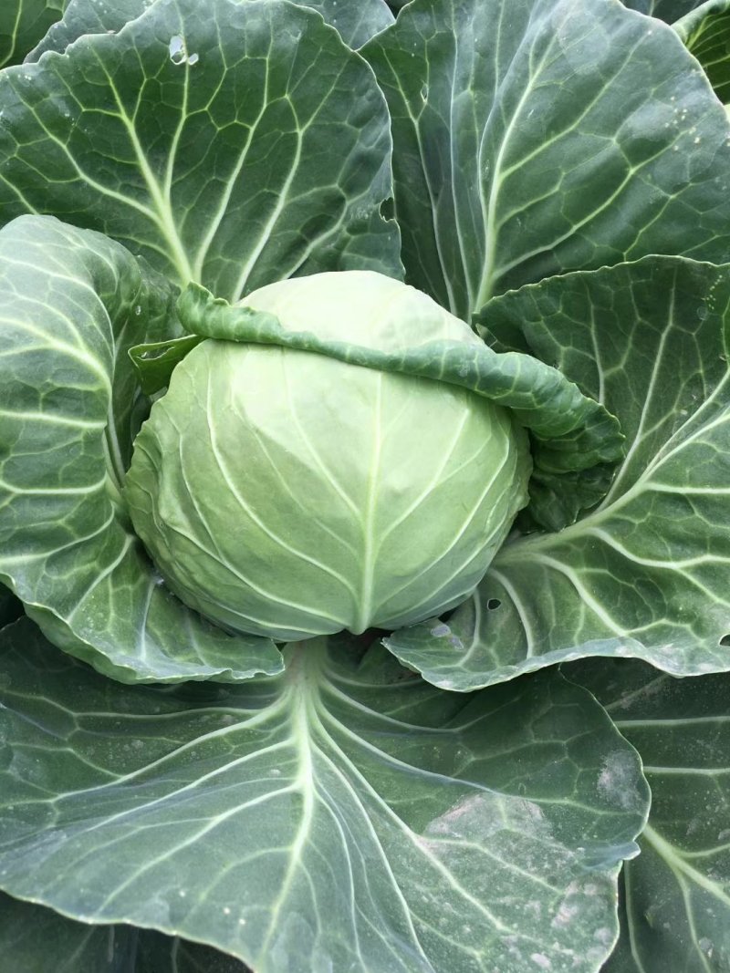 各种蔬菜种苗