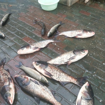 新洲涨渡湖水产批发零售