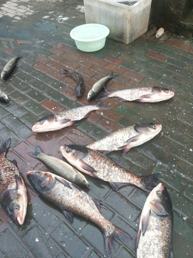 新洲涨渡湖水产批发零售