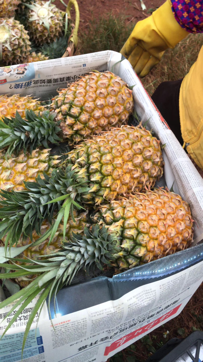 菠萝代办-徐闻县菠萝，可以出口报检通关单，代办，徐闻菠萝