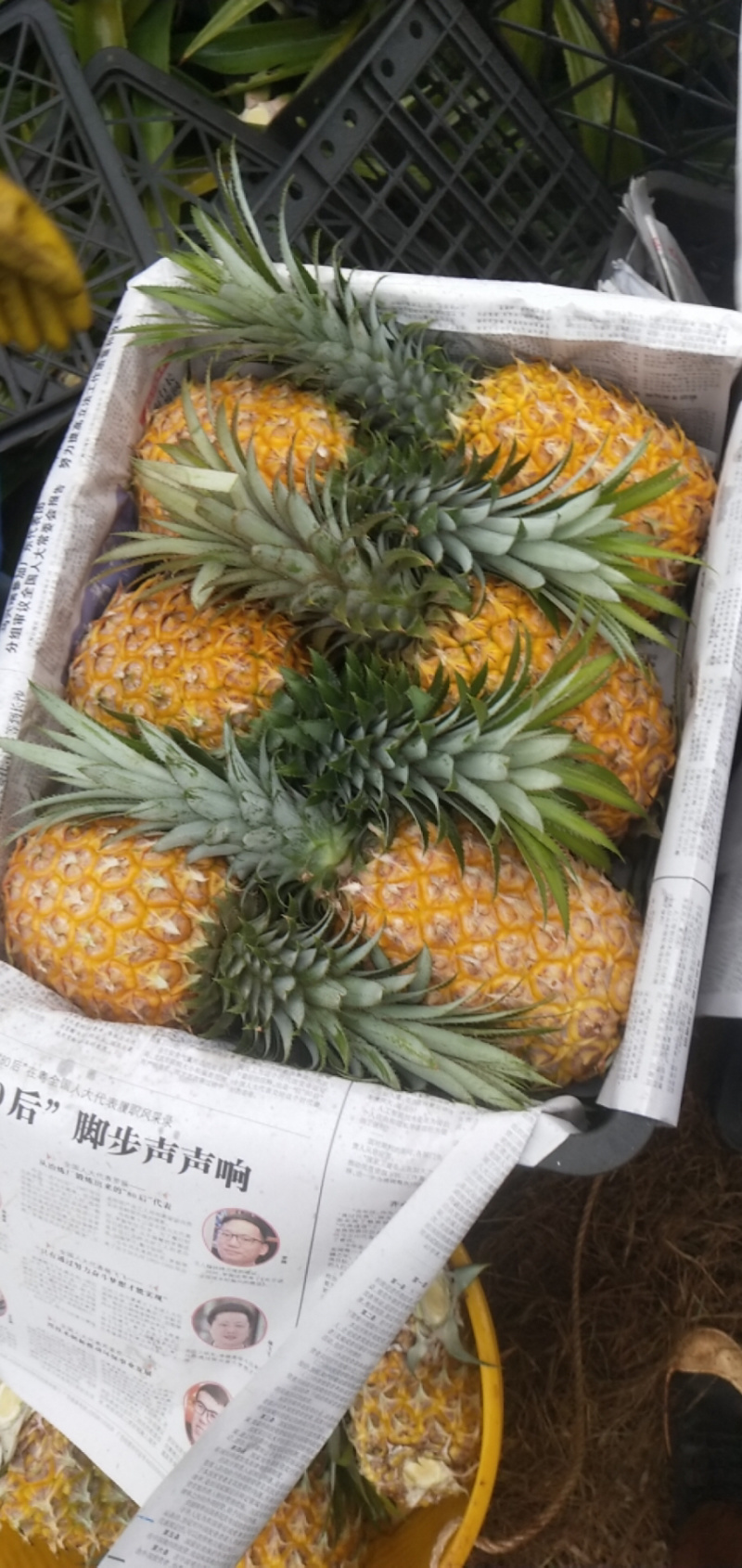 菠萝代办-徐闻县菠萝，可以出口报检通关单，代办，徐闻菠萝