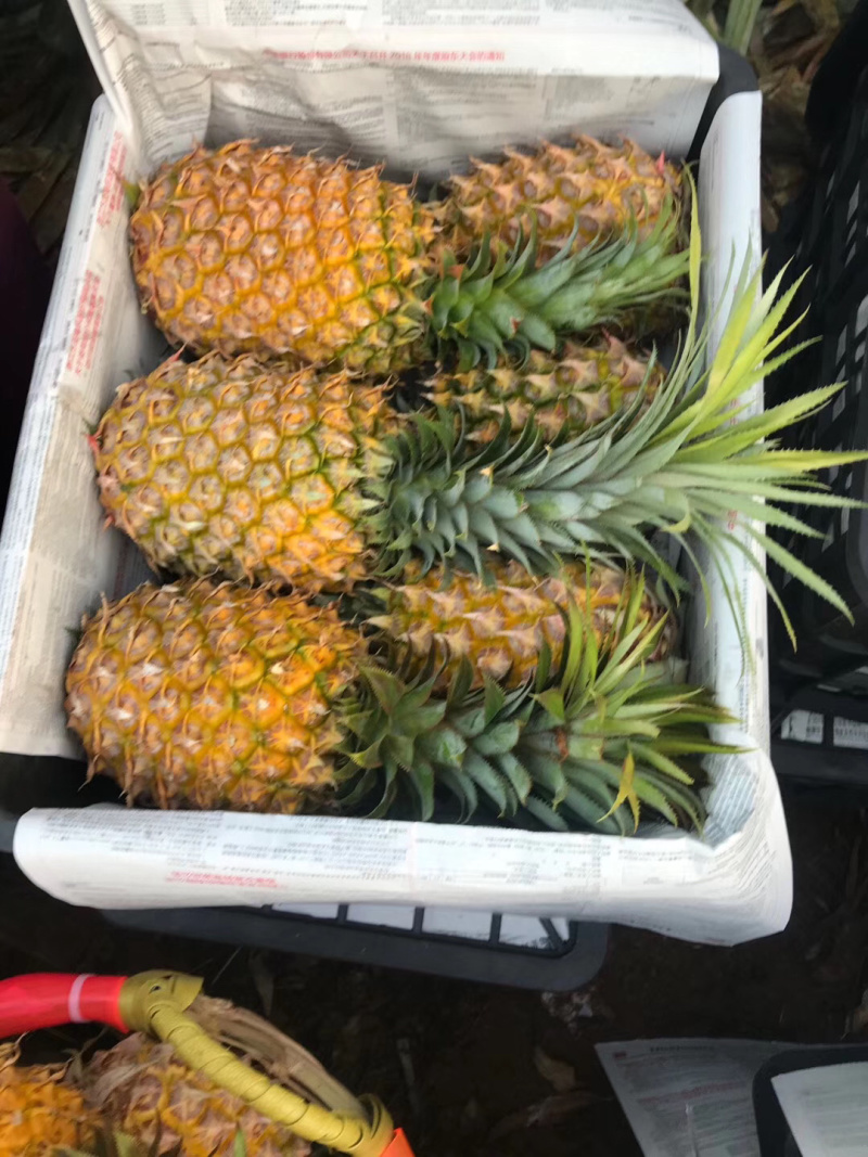 菠萝代办-徐闻县菠萝，可以出口报检通关单，代办，徐闻菠萝