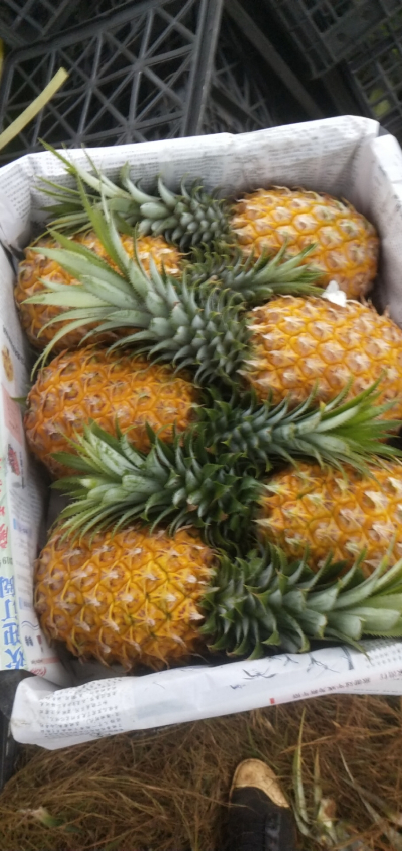 菠萝代办-徐闻县菠萝，可以出口报检通关单，代办，徐闻菠萝