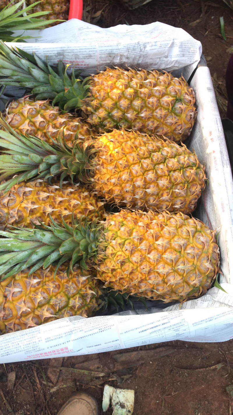 菠萝代办-徐闻县菠萝，可以出口报检通关单，代办，徐闻菠萝