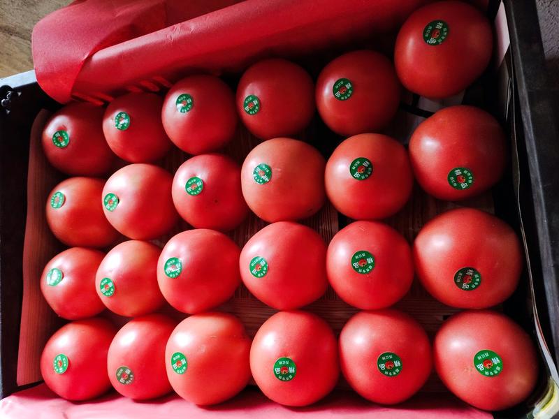 山东费县硬粉沙瓤西红柿商超专供全国发货一手货源价质量保证