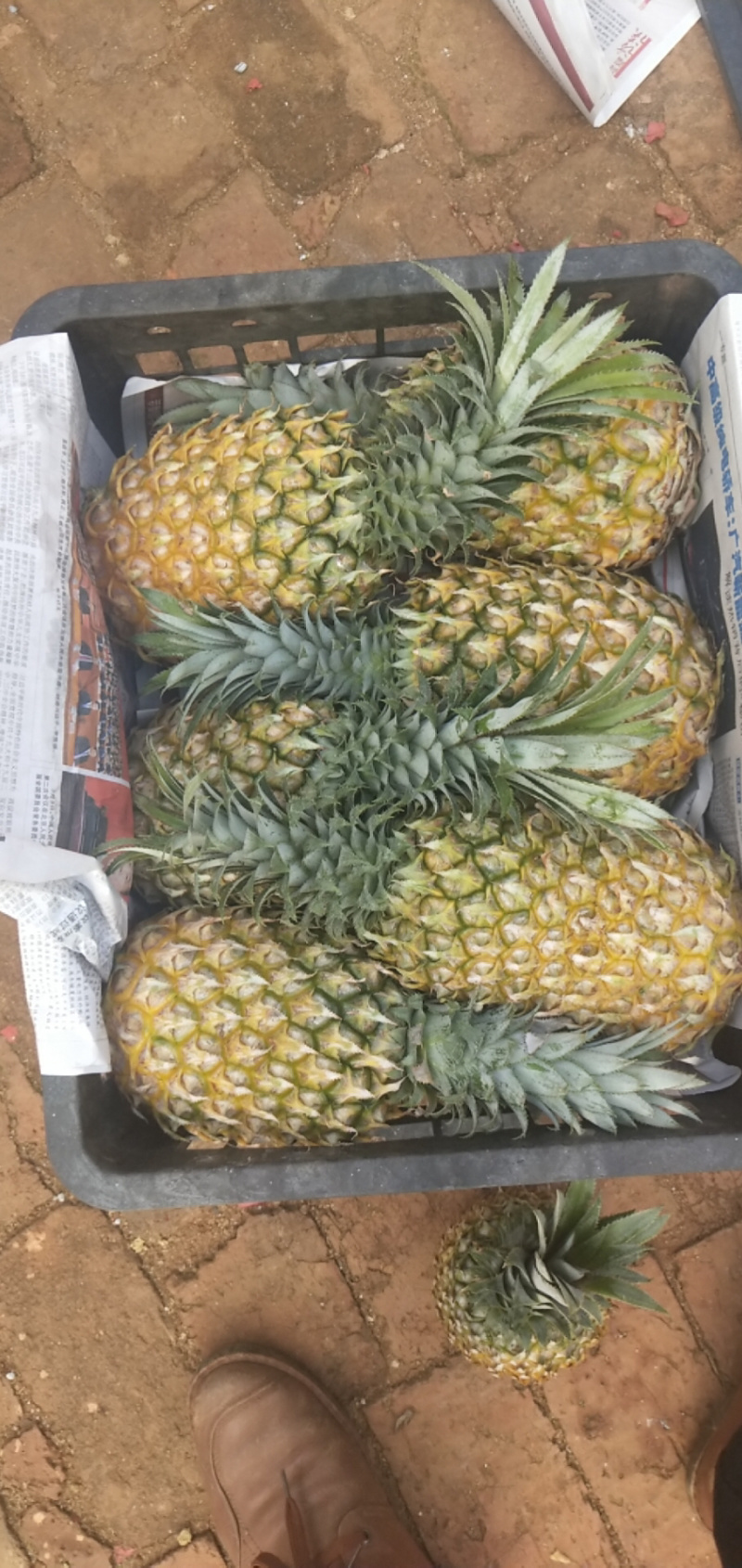 代办徐闻优质菠萝，可做出口报检通关单，代办，菠萝合作社