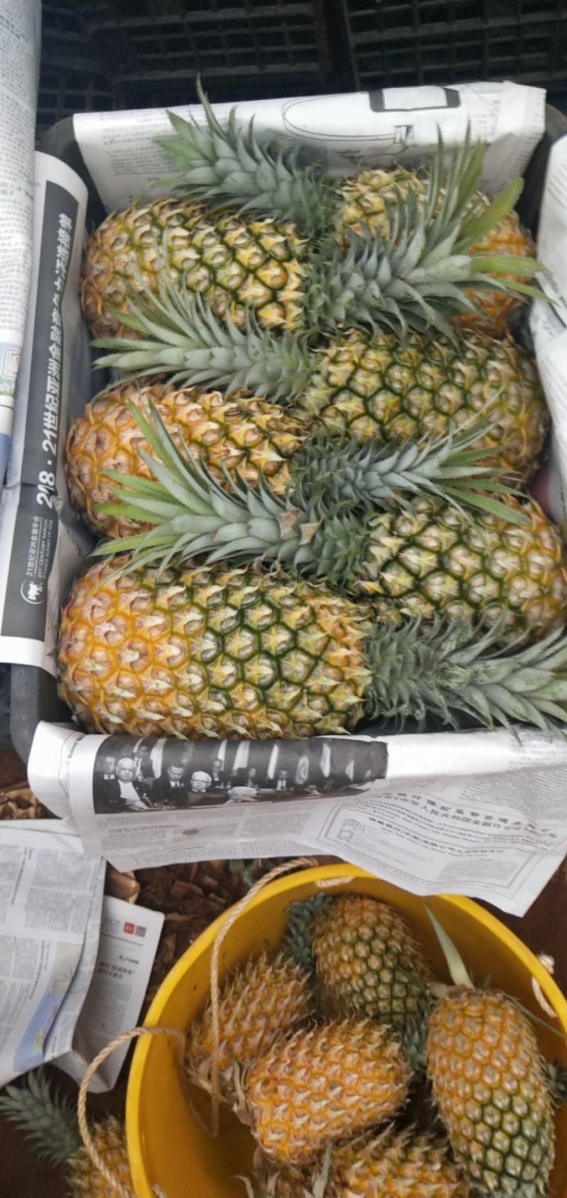 代办徐闻优质菠萝，可做出口报检通关单，代办，菠萝合作社