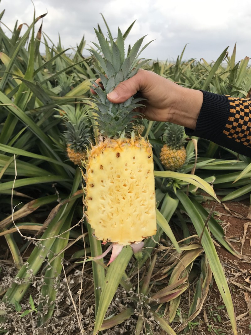 代办徐闻优质菠萝，可做出口报检通关单，代办，菠萝合作社