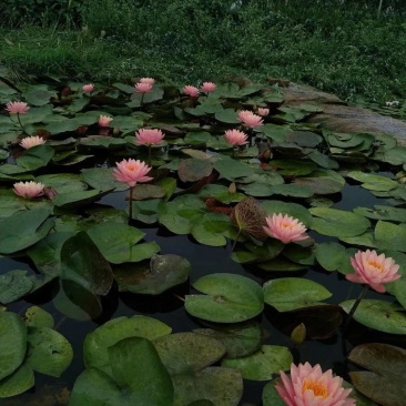 睡莲苗，基地直销。精品睡莲，耐盐碱，抗严寒，景观花卉