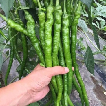 辣椒苗基地直供线椒螺丝椒红黄彩椒尖椒薄皮泡椒