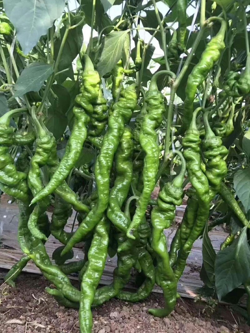 辣椒苗基地直供线椒螺丝椒红黄彩椒尖椒薄皮泡椒