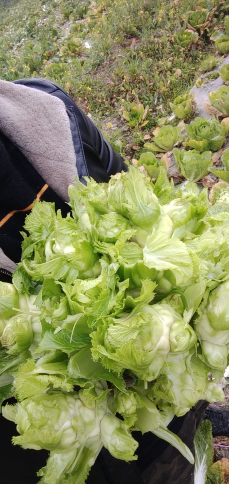 儿菜