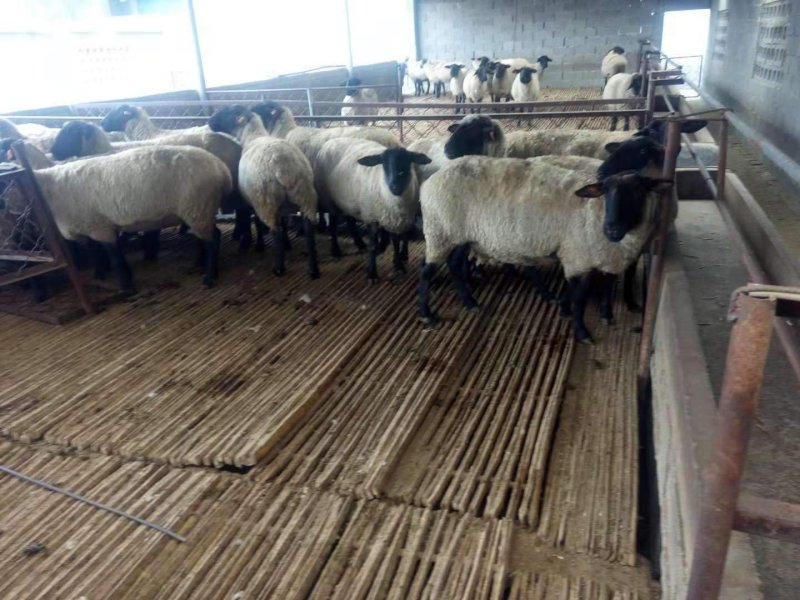 萨福克羊耐寒抗热出肉率高免费送货