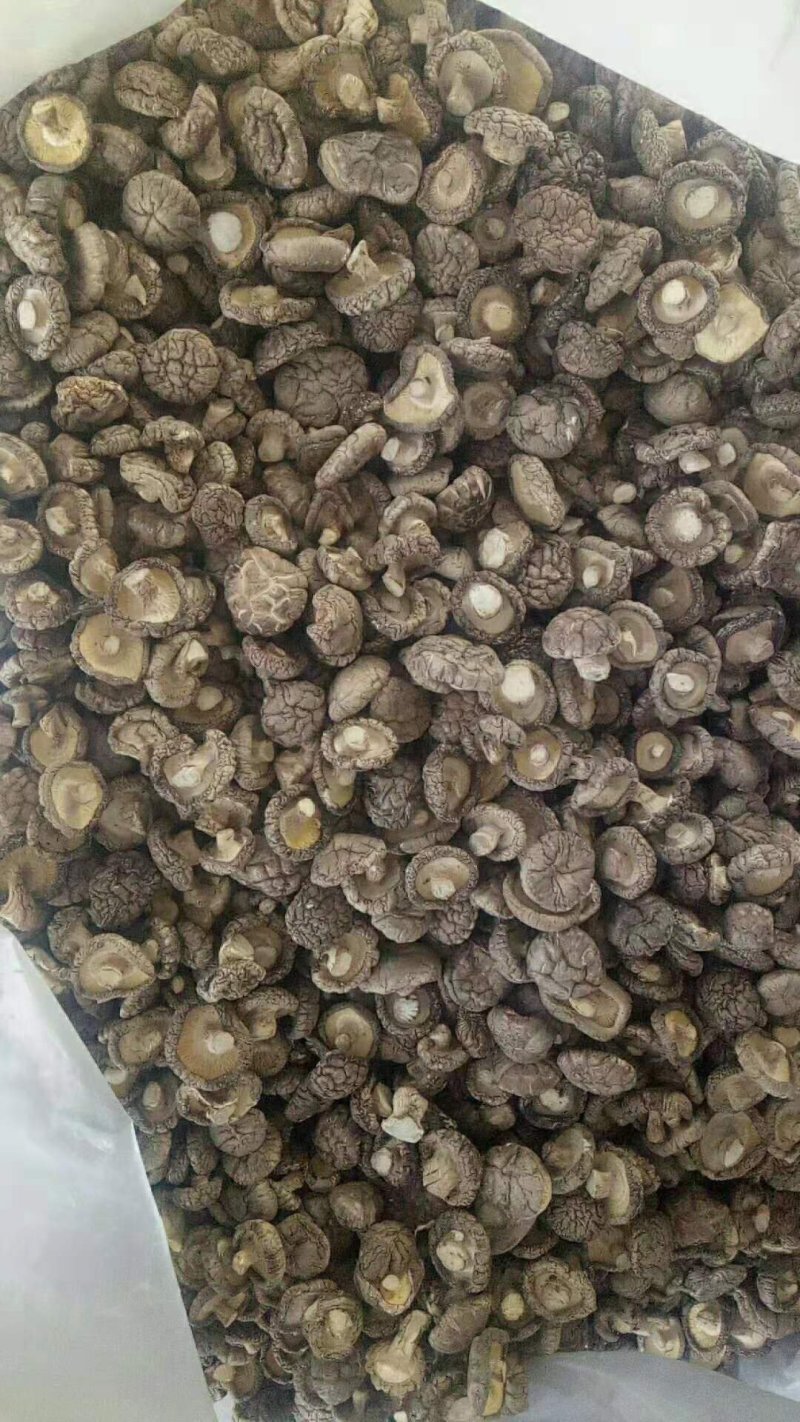 食用菌春栽干香菇，秋栽菇，春栽菇现货供应发