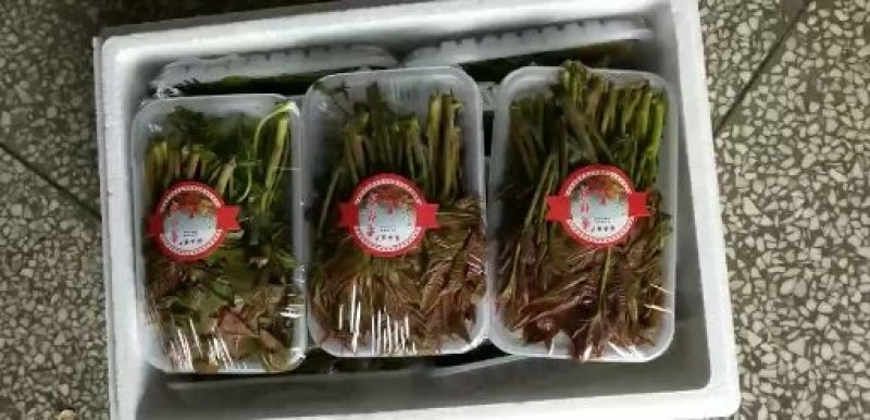 现货香椿芽云南产专业香椿陕西红香椿精品大棚芽菜山西