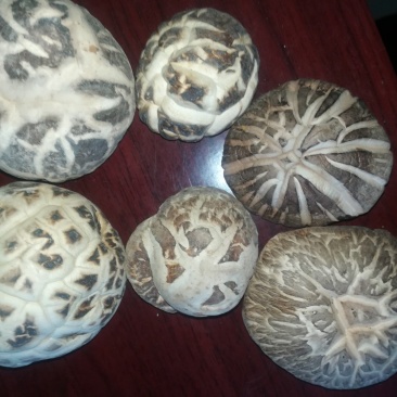 食用菌秋栽干香菇