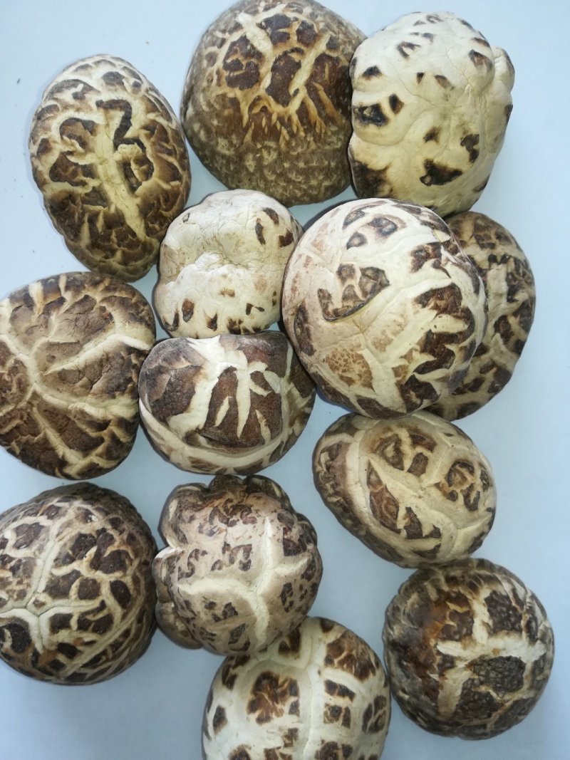 食用菌秋栽干香菇
