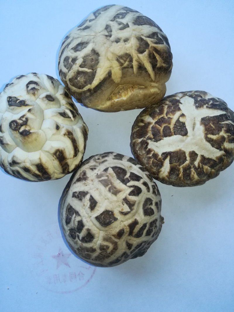 食用菌秋栽干香菇