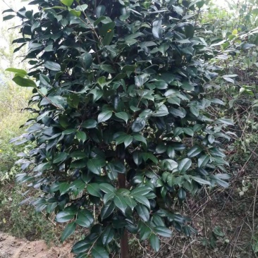 庭院绿化茶花树苗山茶花苗盆栽茶花苗当年开花