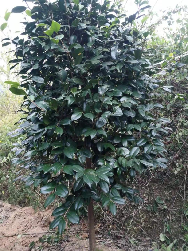 庭院绿化茶花树苗山茶花苗盆栽茶花苗当年开花