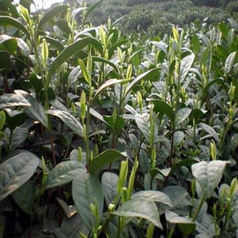 庭院绿化茶花树苗山茶花苗盆栽茶花苗当年开花