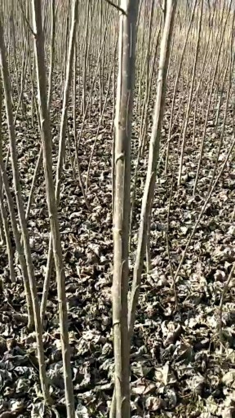 杨树苗2025