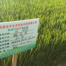 前马陵味稻金香玉大米