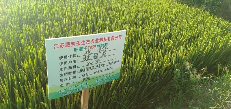 前马陵味稻金香玉大米
