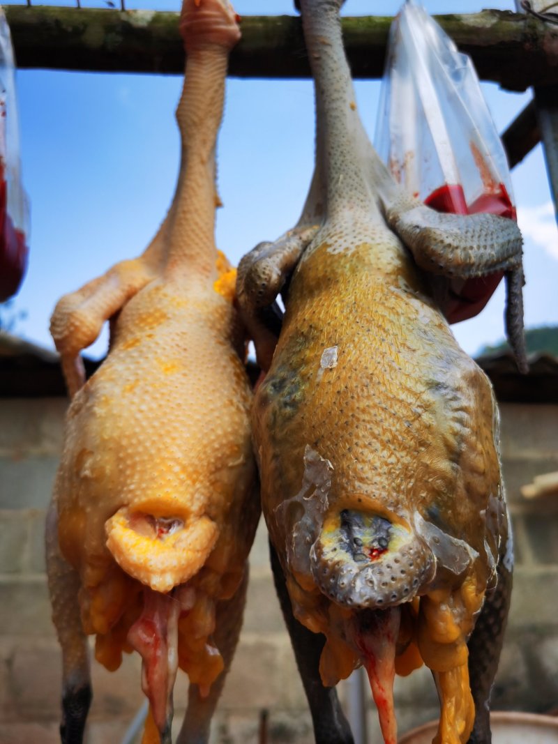 野象林月子鸡，好吃到让您尖叫，让你一辈子忘不了