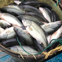 精品鲈鱼（加州鲈鱼）品质保证价格，可送货，钓场配送