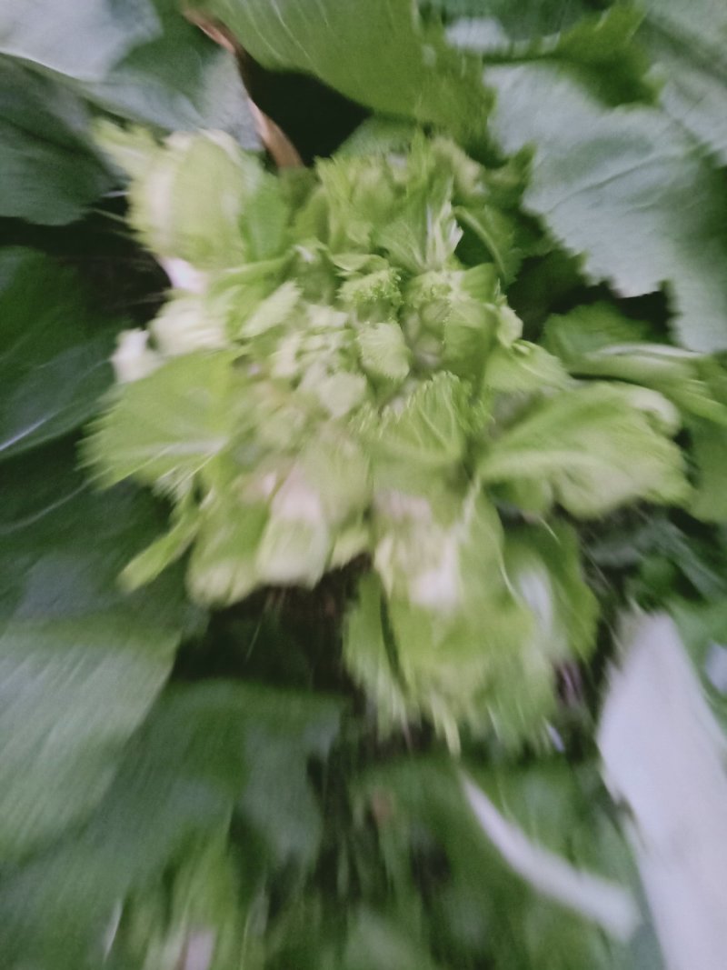 精品儿菜