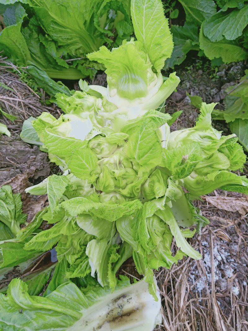 精品儿菜