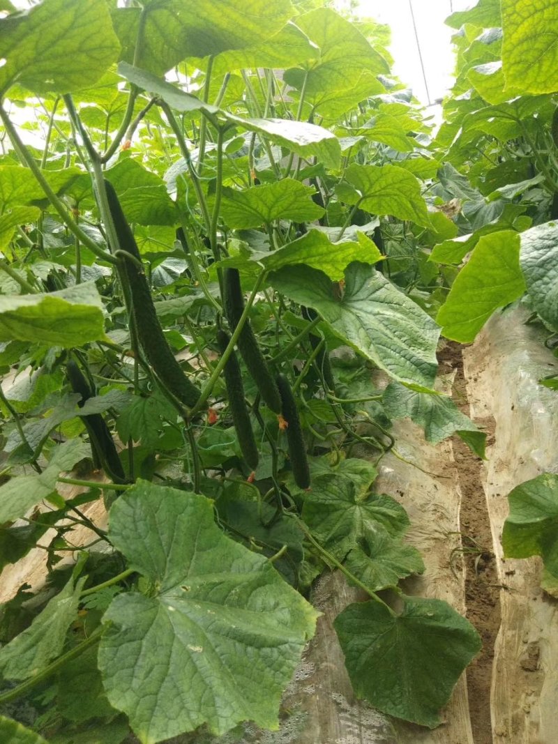 黄瓜