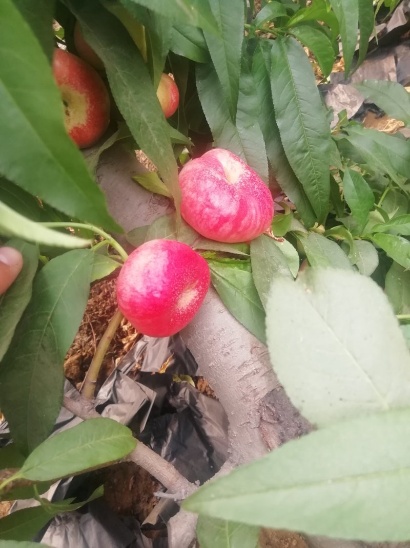 陕西油蟠桃批发，暖棚油蟠桃批发基地，36-3油蟠桃产地