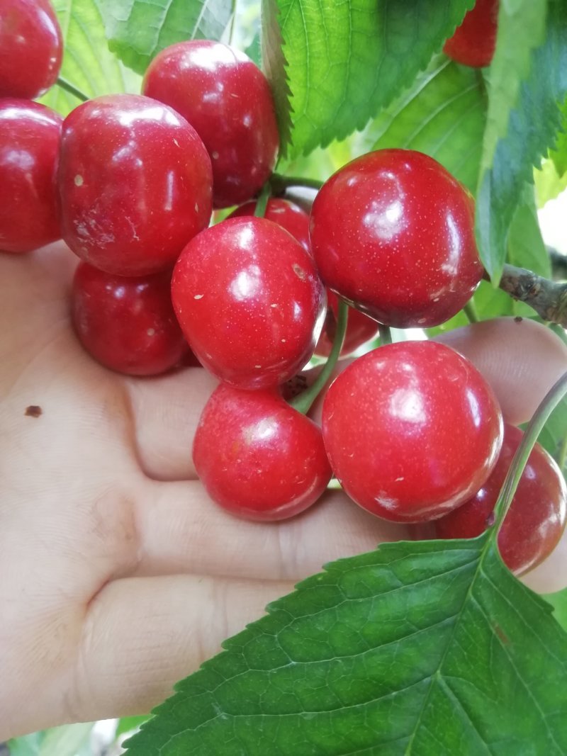 陕西美早樱桃批发沙蜜拖樱桃批发布鲁克斯樱桃批发