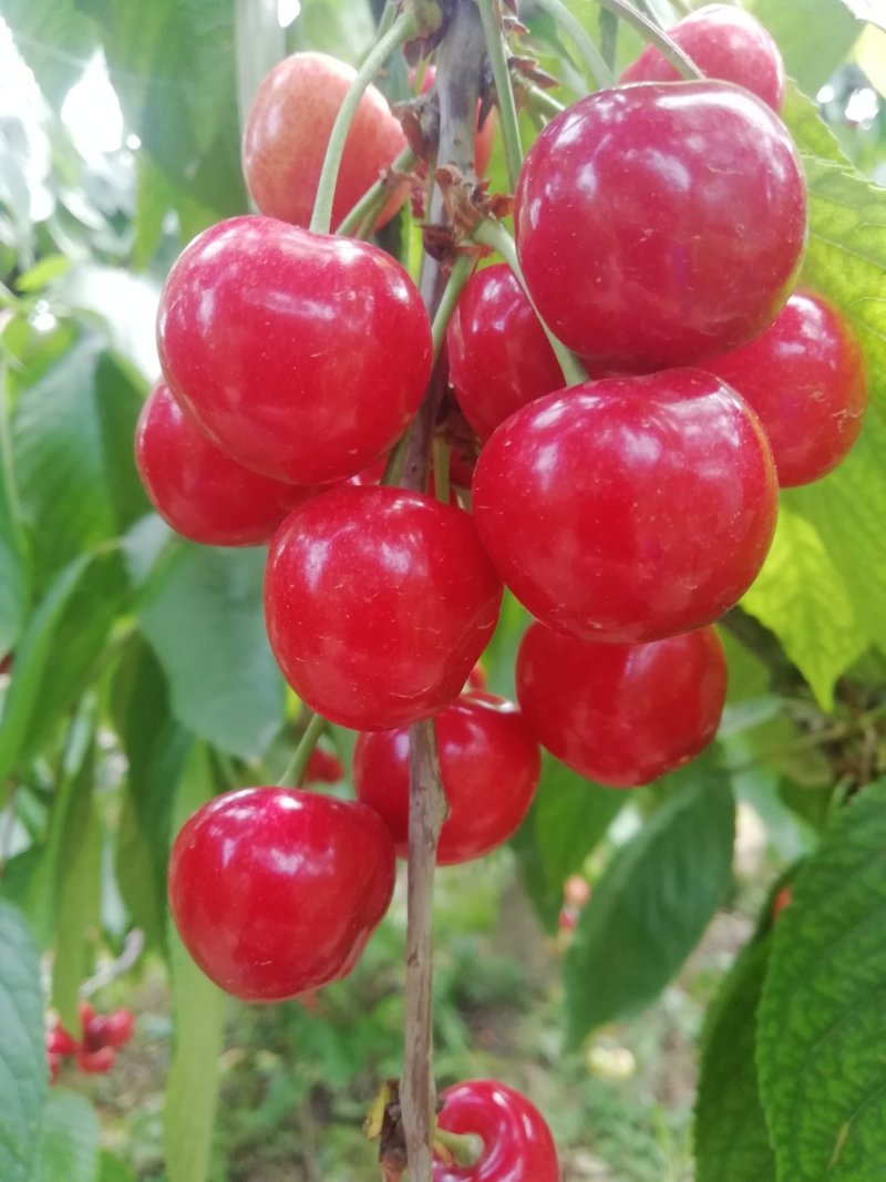 陕西美早樱桃批发沙蜜拖樱桃批发布鲁克斯樱桃批发