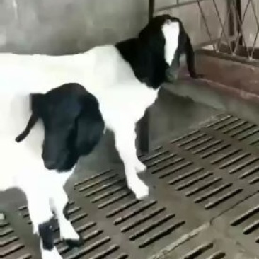 波尔山羊苗，杜泊绵羊苗活体，美国白山羊苗活体
