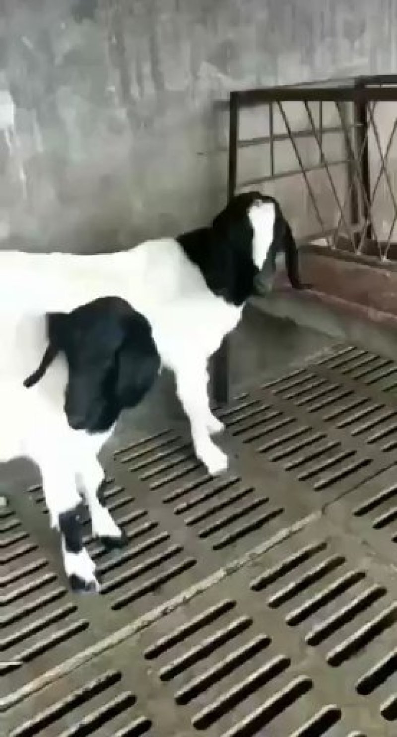 波尔山羊苗，杜泊绵羊苗活体，美国白山羊苗活体