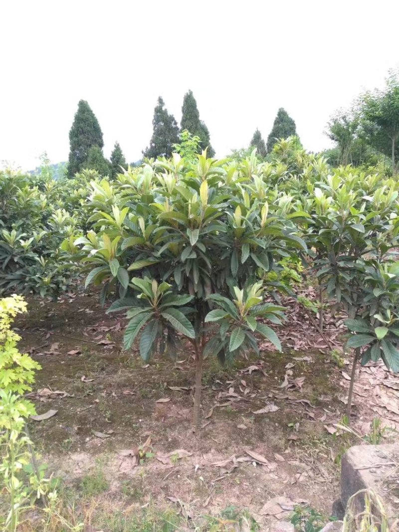 枇杷树，四川批把树基地出售，成都批把树批发价格