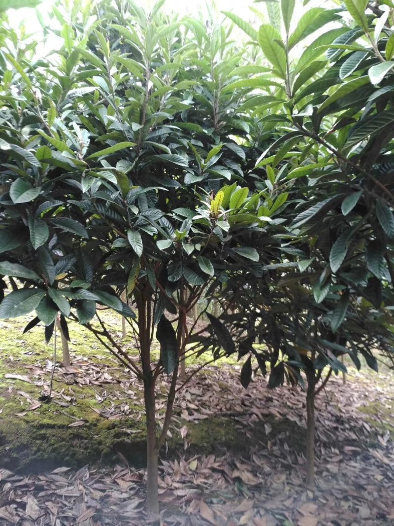 枇杷树，四川批把树基地出售，成都批把树批发价格