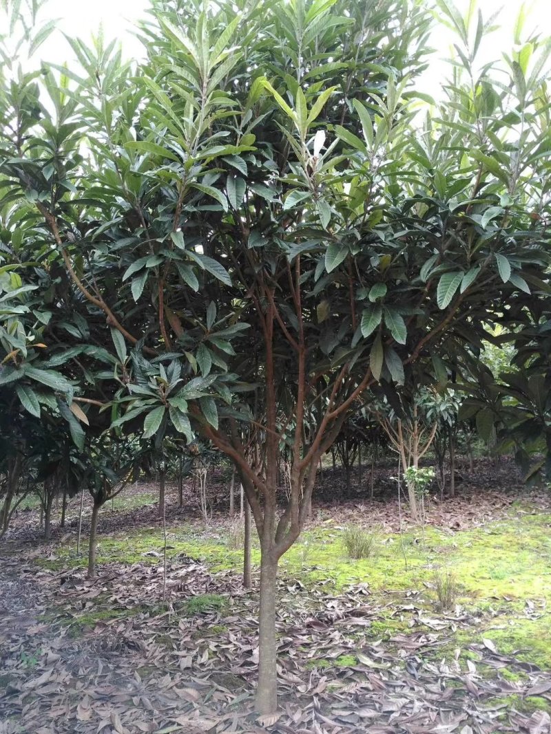 枇杷树，四川批把树基地出售，成都批把树批发价格