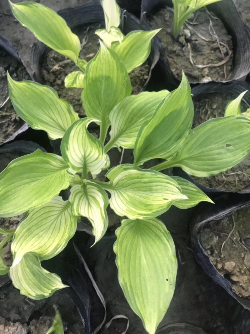 玉簪花，花叶玉簪，四川玉簪花基地出售，成都玉簪花批发价格